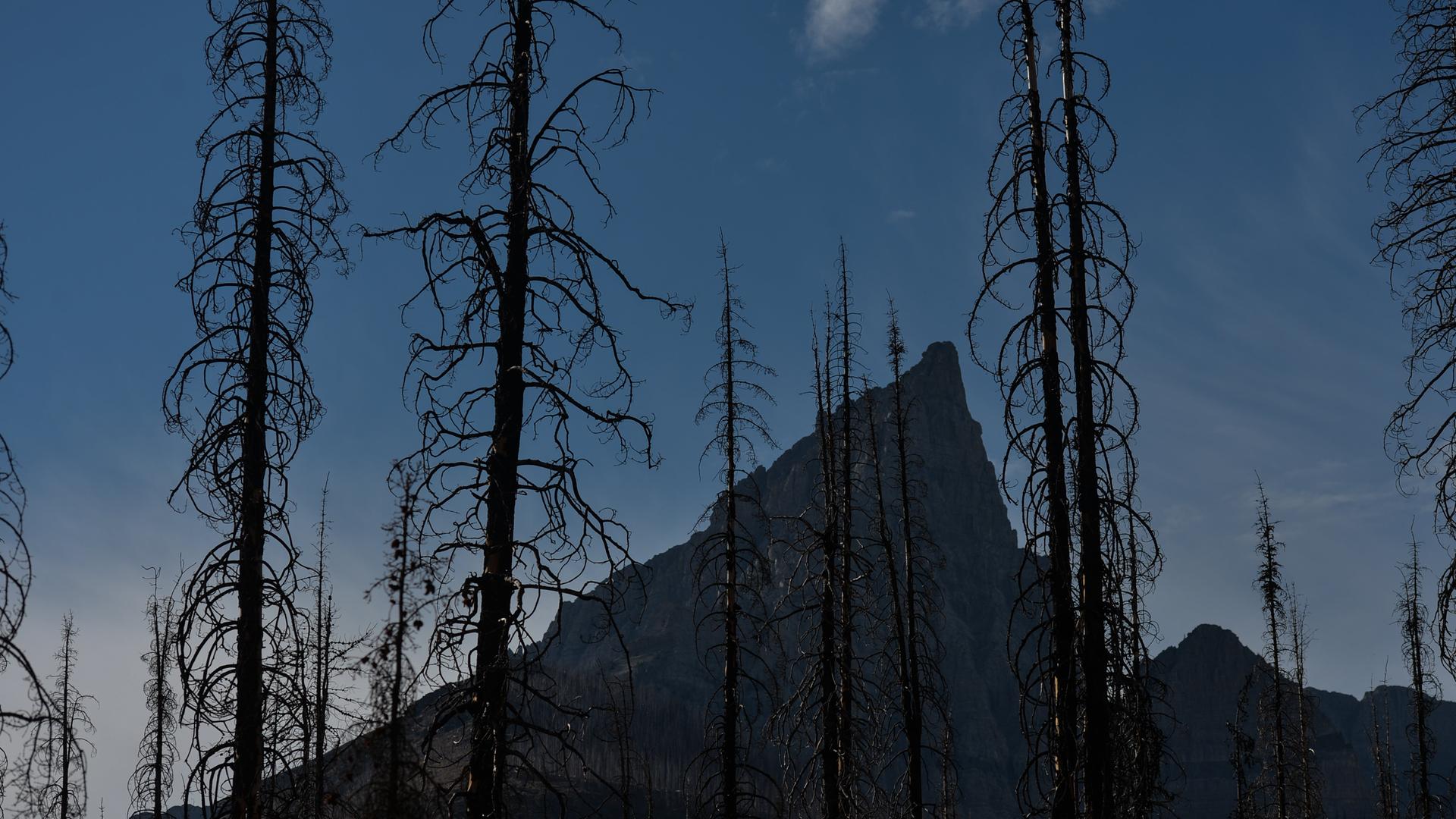 Verbrannte Bäume stehen herum und sind in Umrissen zu erkennen. Im Hintergrund zeichnet sich ein großer Berg ab.