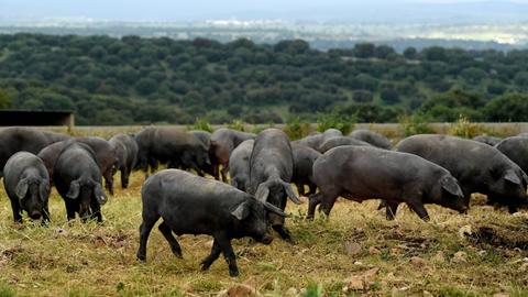 Eine Gruppe iberischer Schweine auf einer Weide in der spanischen Provinz Salamanca