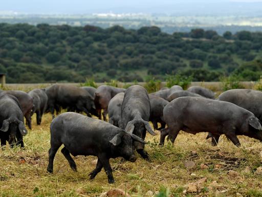 Eine Gruppe iberischer Schweine auf einer Weide in der spanischen Provinz Salamanca