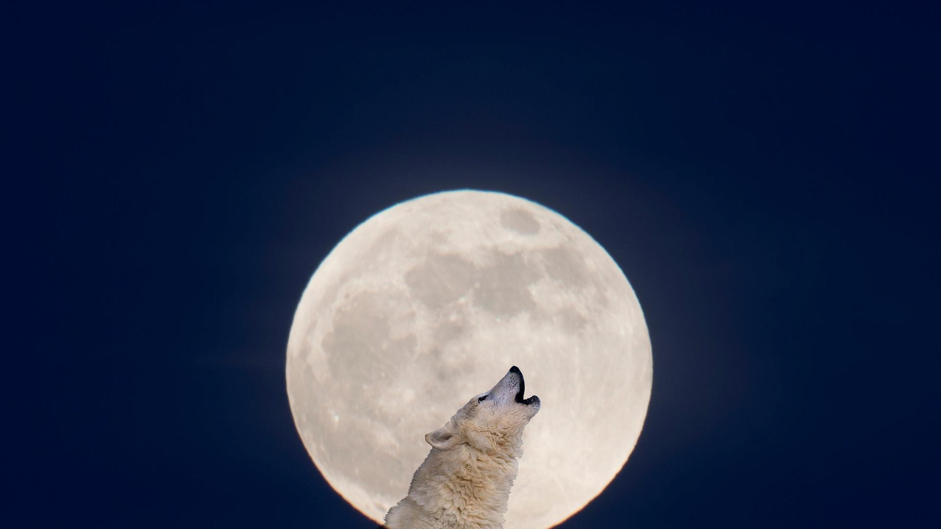Ein Wolf im Profil heulend vor einem großen Vollmond im Hintergrund. Ein Wolf im Profil heulend vor einem großen Vollmond im Hintergrund.