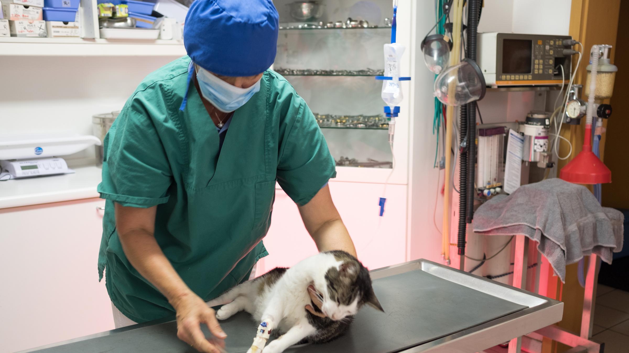 Tierarztin behandelt eine Katze.