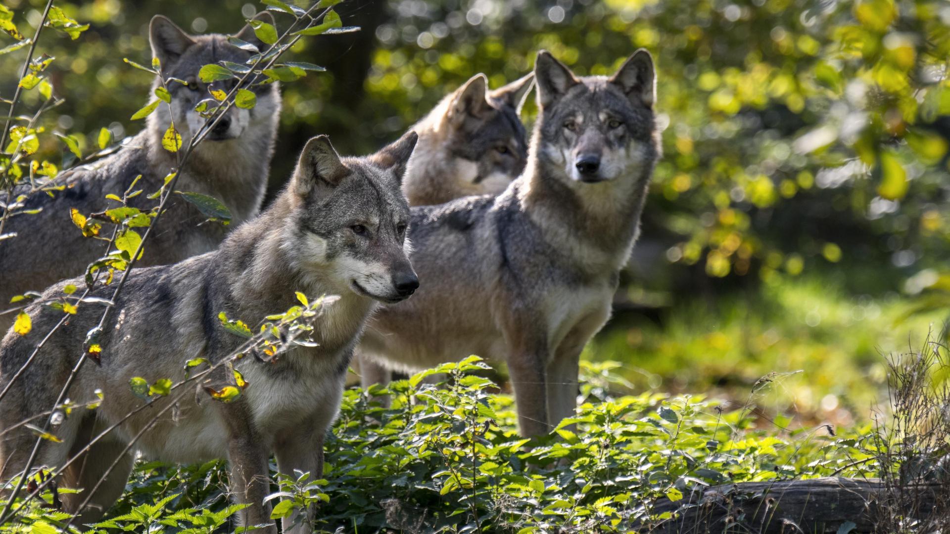 Wolfsrudel aus vier eurasischen Wölfen auf der Suche nach Beute bei der Jagd im Wald im Herbst.