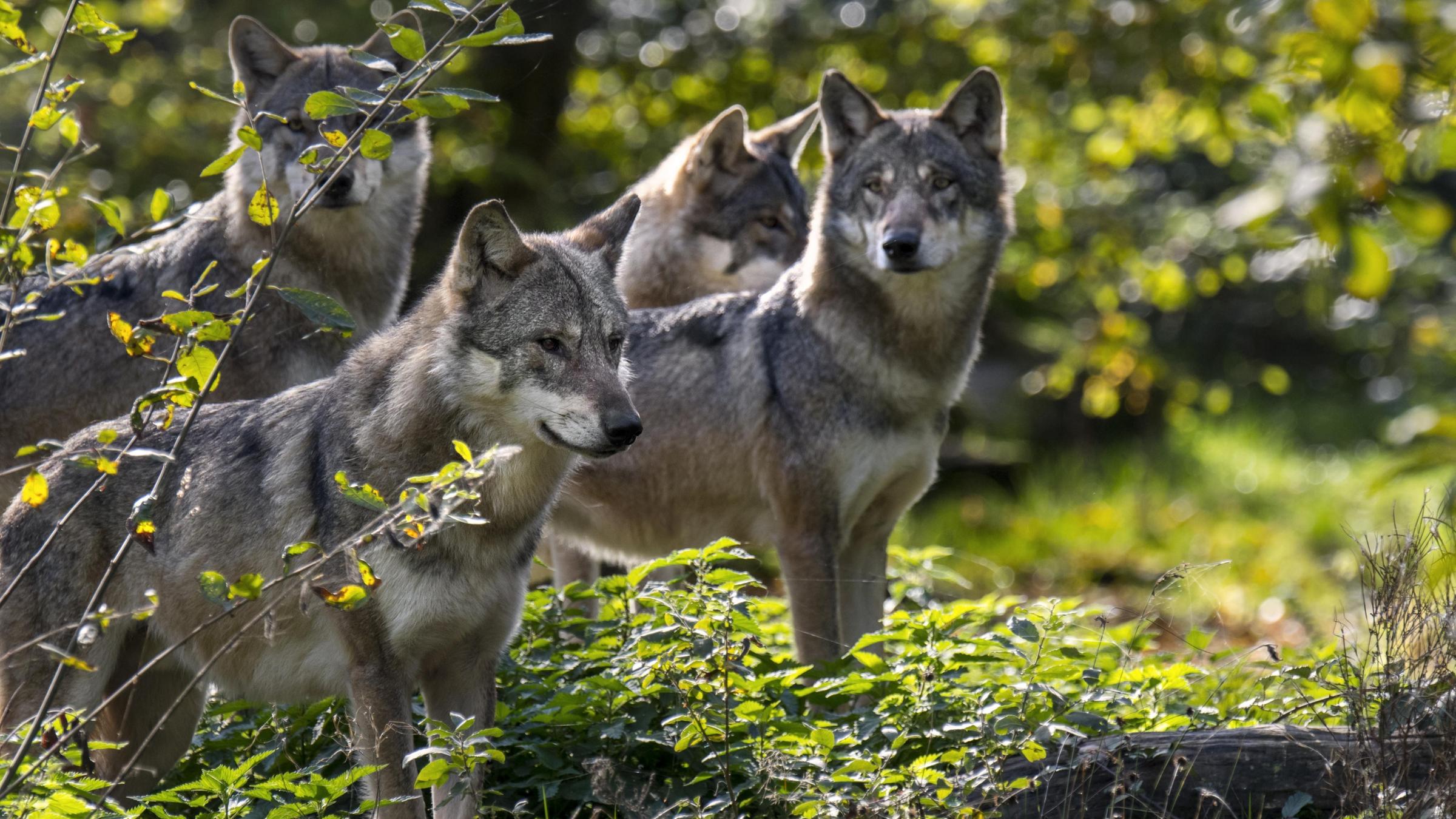 Wolfsrudel aus vier eurasischen Wölfen auf der Suche nach Beute bei der Jagd im Wald im Herbst.