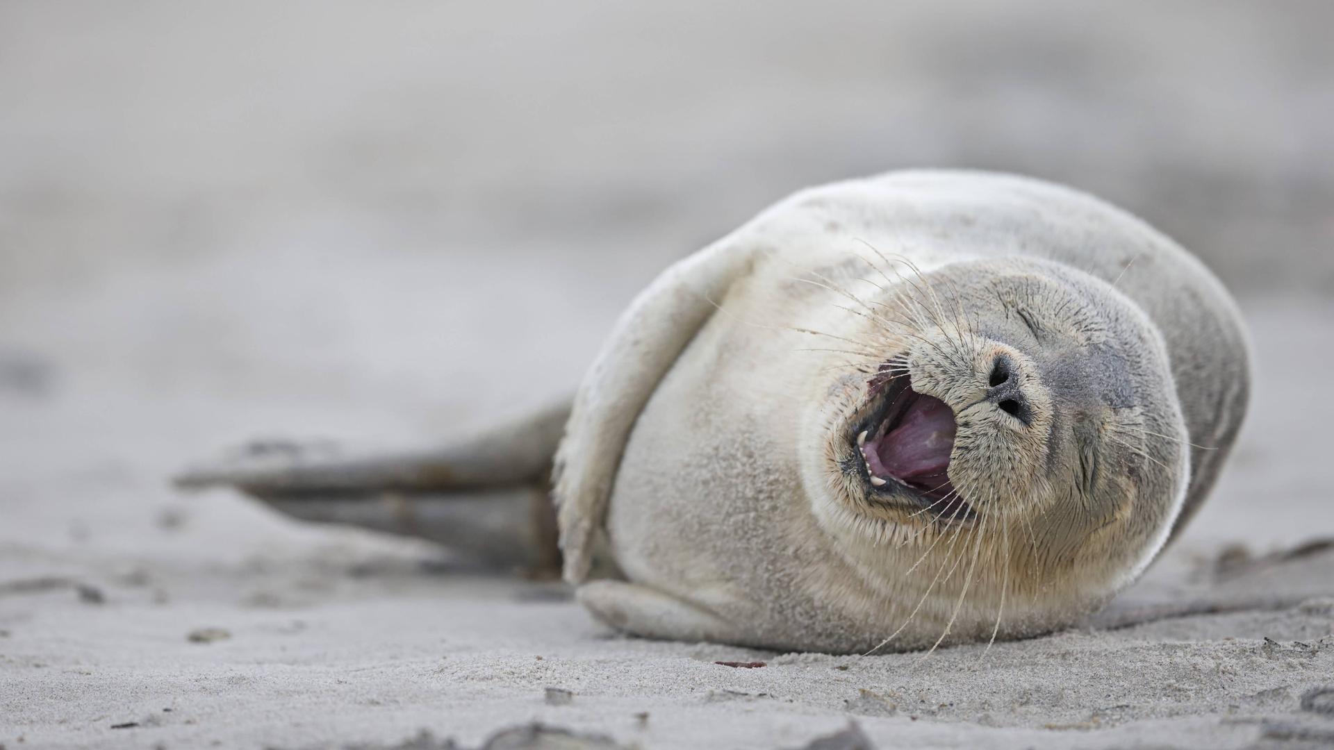 Ein junger weißgrauer Seehund liegt auf Helgoland am Strand. Ein junger weißgrauer Seehund liegt auf Helgoland am Strand.