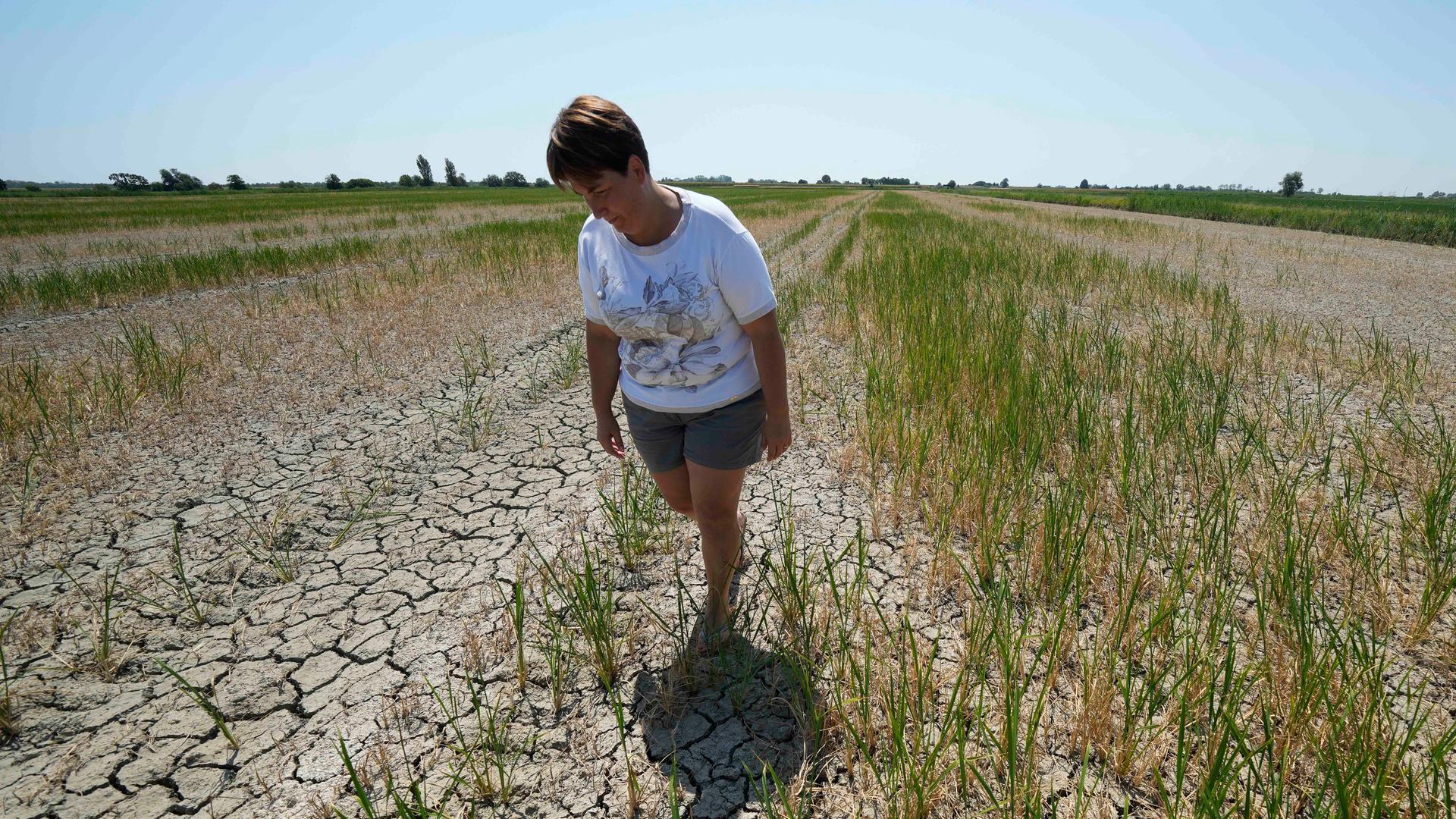 Eine italienische Landwirtin in ihrem ausgetrockneten Reisfeld im Podelta Eine italienische Landwirtin in ihrem ausgetrockneten Reisfeld im Podelta
