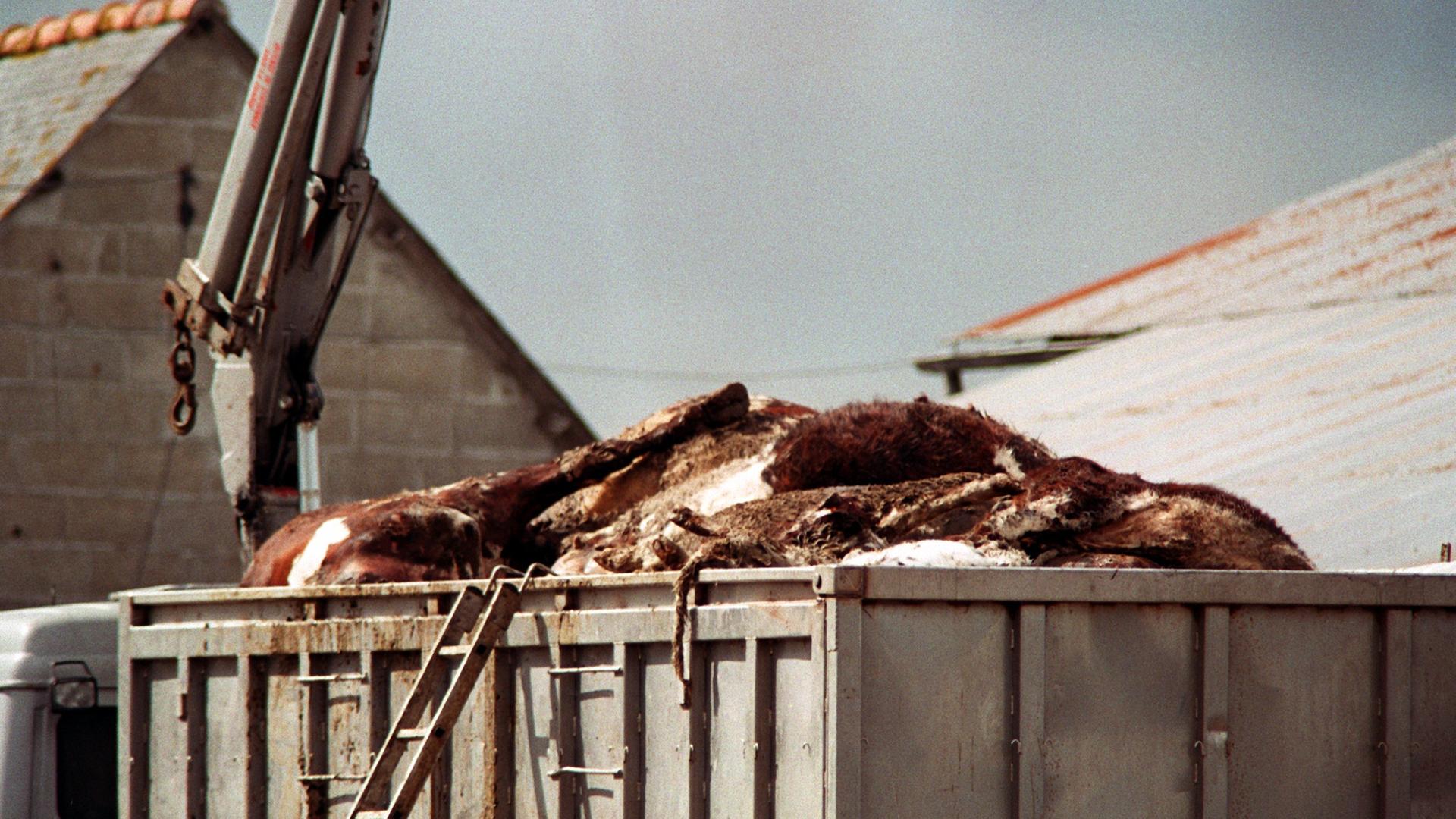 Gesunde Tiere wurden notgeschlachtet, obwohl sie gesund waren. Auch in anderen europäischen Ländern fanden Notschlachtungen statt, wie die von 151 Rindern am 25.03.1996 auf einem Bauernhof in der französischen Bretagne 