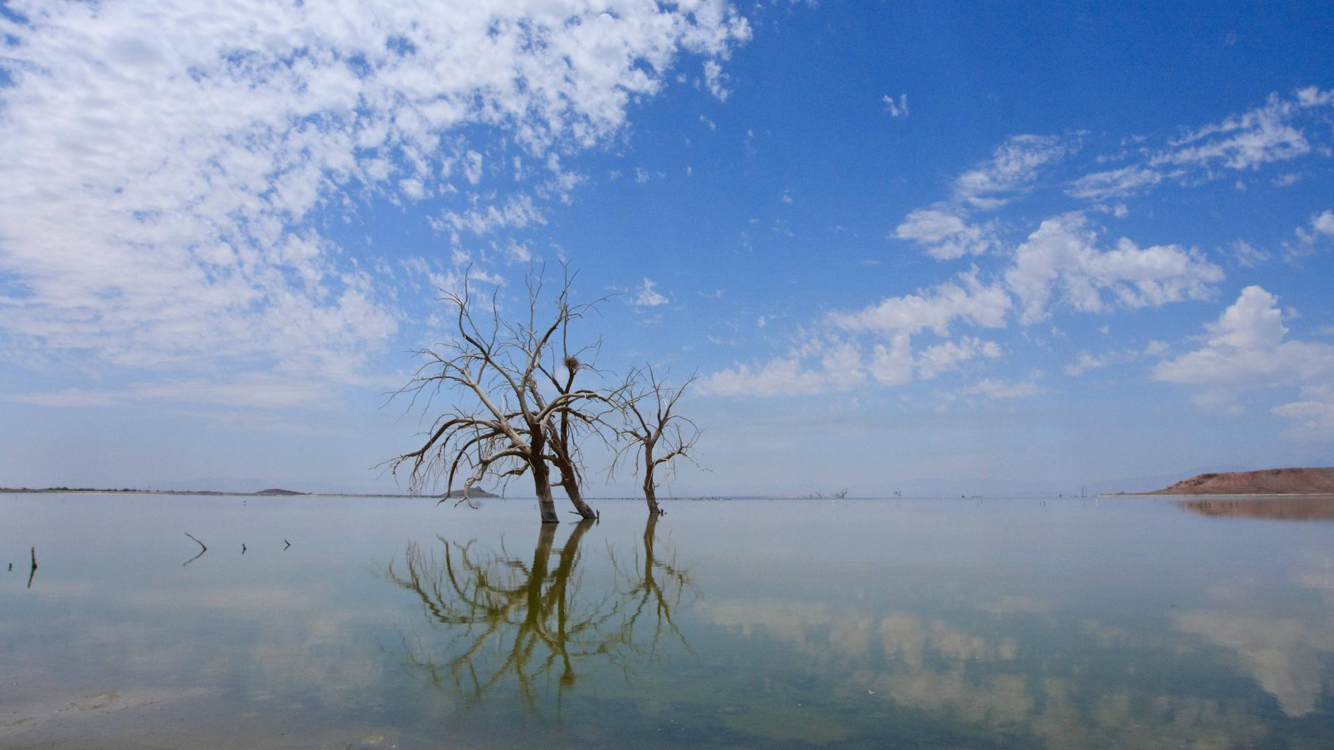 In einer glatten Wasserfläche stackt ein abgestorbener Baum unter blauem Himmel.