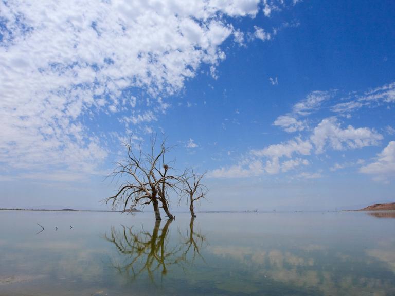In einer glatten Wasserfläche stackt ein abgestorbener Baum unter blauem Himmel.