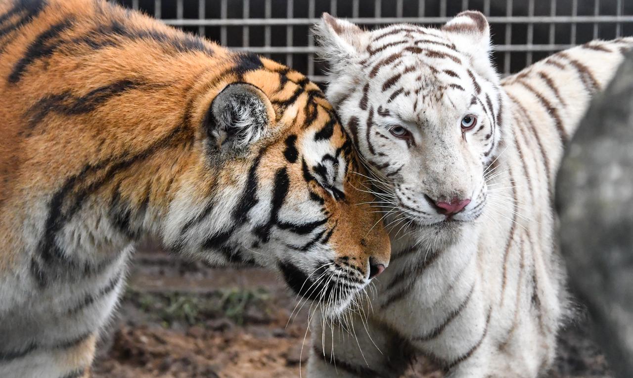 Tiger Heike und Diego im Wildkatzen- und Artenschutzzentrum Barnim