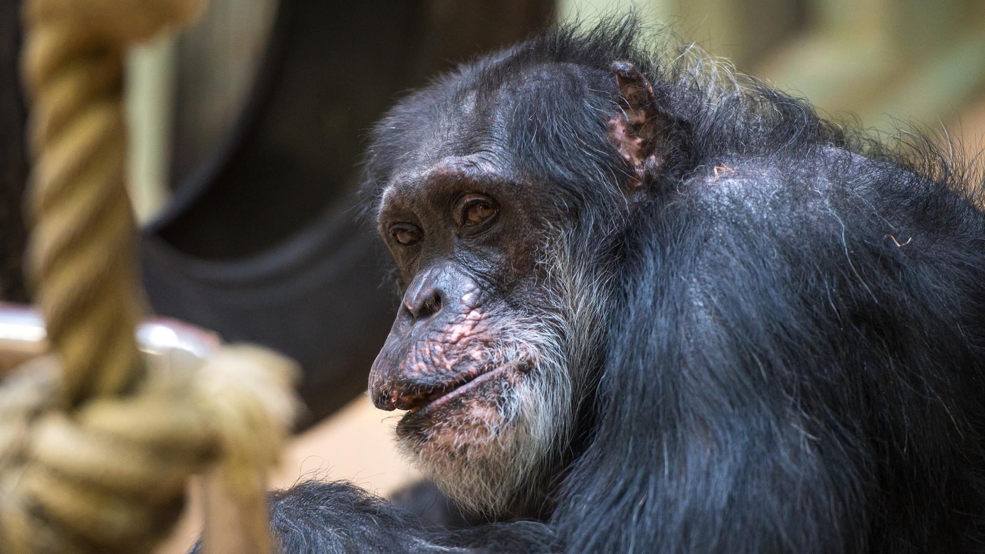 Der Schimpanse Jonny sitzt an seinem 60. Geburtstag im Affenhaus im Zoo von Saarbrücken.