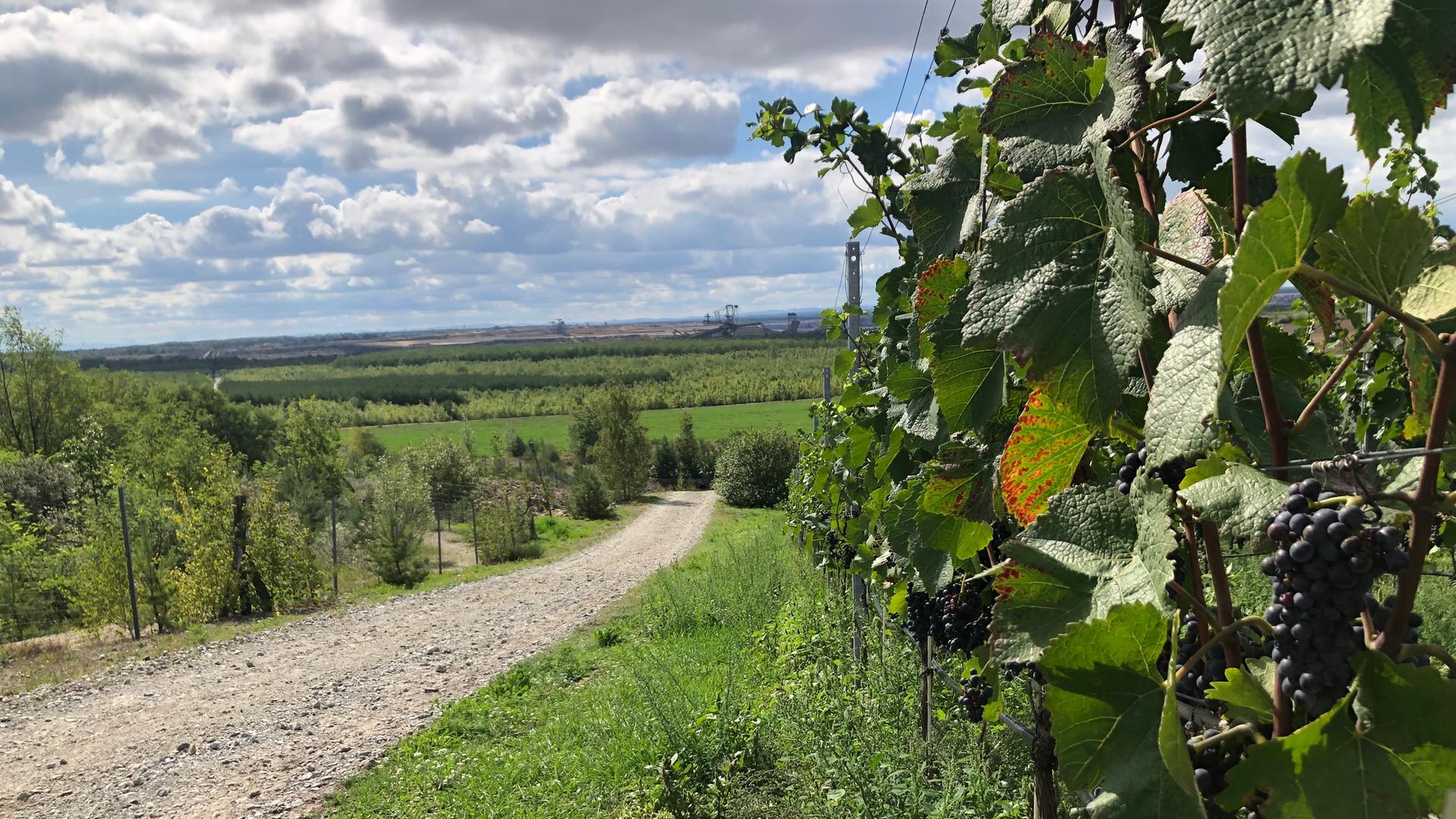 Weinberg in Brandenburg mit roten Trauben Weinberg in Brandenburg mit roten Trauben