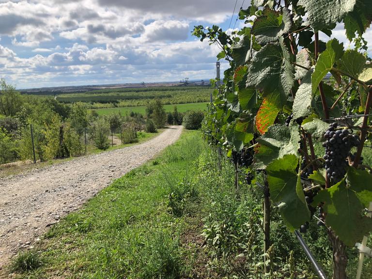 Weinberg in Brandenburg mit roten Trauben