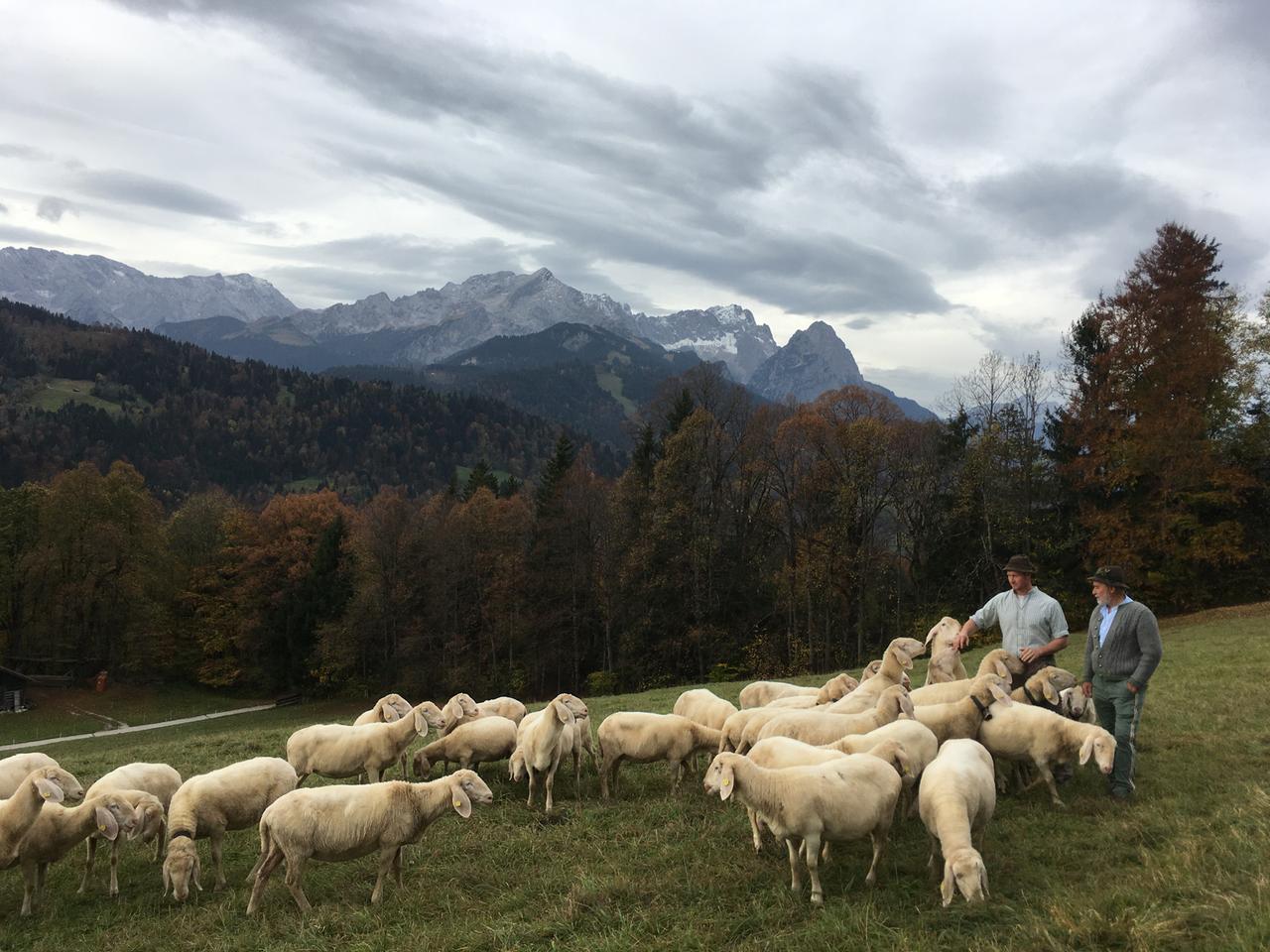 Schäfer mit Herde auf einer Weide vor Bergkulisse im bayerischen Werdenfels