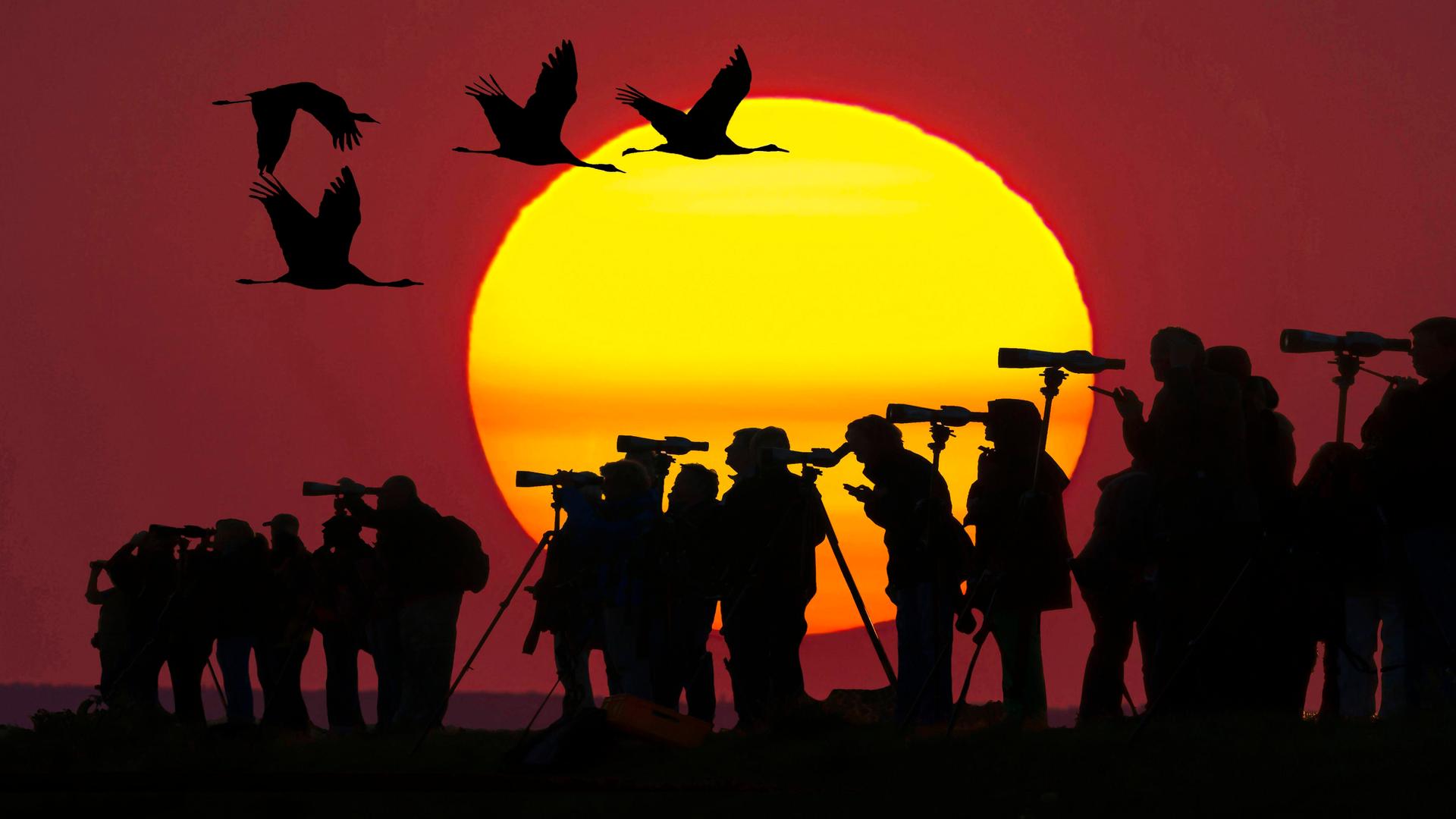 Vogelbeobachter und ihre Kameras heben sich vor einem blutroten Sonnenuntergang ab. Über ihnen fliegen vier Kraniche.