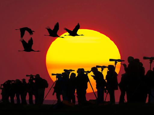 Vogelbeobachter und ihre Kameras heben sich vor einem blutroten Sonnenuntergang ab. Über ihnen fliegen vier Kraniche.