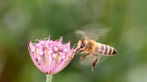 Biene - Apis mellifera - bestäubt eine Blüte der grossen Sterndolde - Astrantia Major