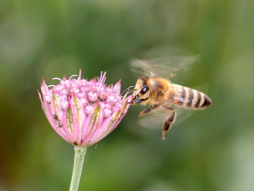Biene - Apis mellifera - bestäubt eine Blüte der grossen Sterndolde - Astrantia Major *** Bee Apis mellifera pollinating