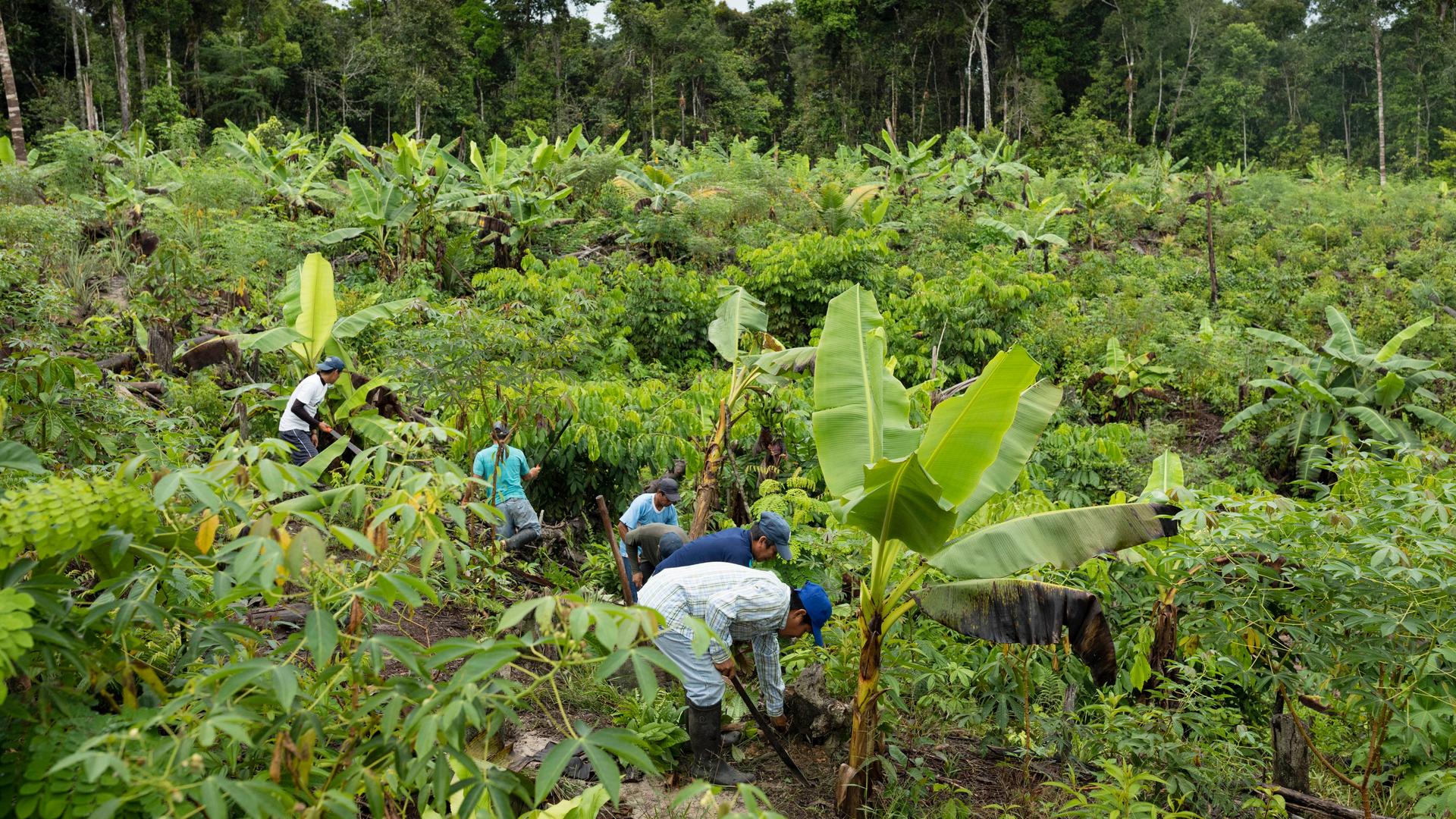 Männer arbeiten auf einem Acker in Peru, wo Kakaoapflanzen wachsen. 