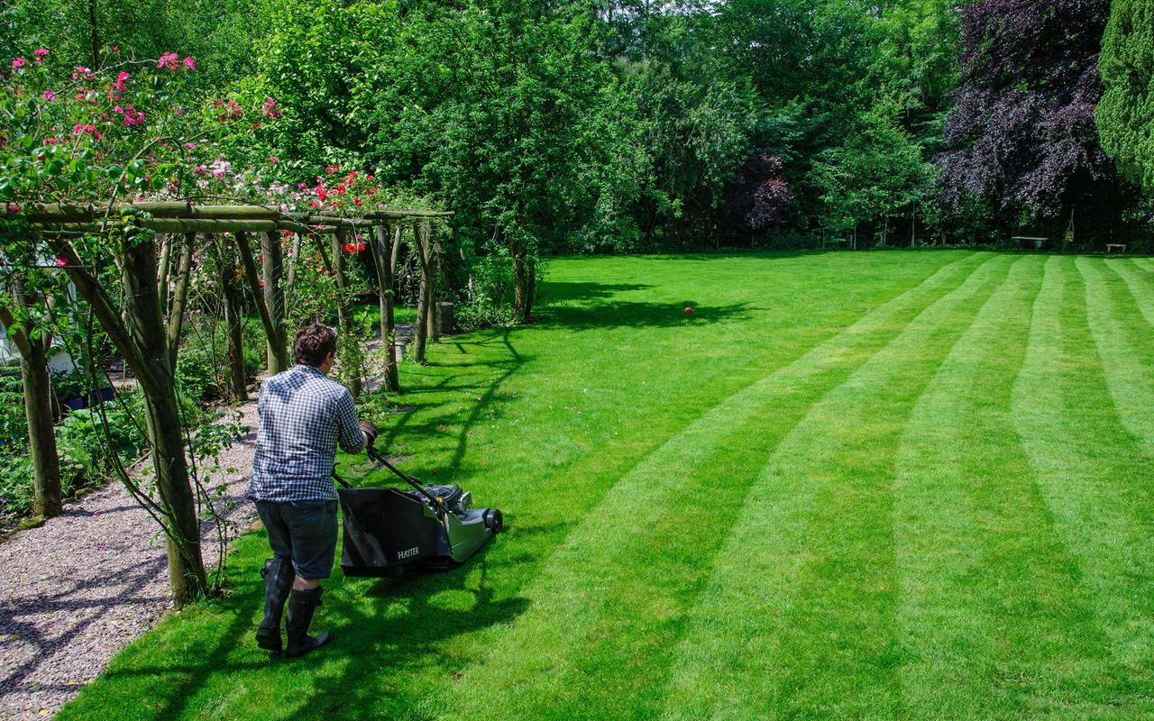 Ein Mann mäht mit dem Rasenmäher in seinem Garten den Rasen. Ein Mann mäht mit dem Rasenmäher in seinem Garten den Rasen.