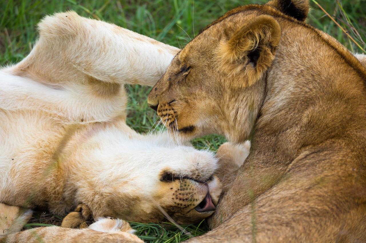 Zwei Löwen spielen miteinander