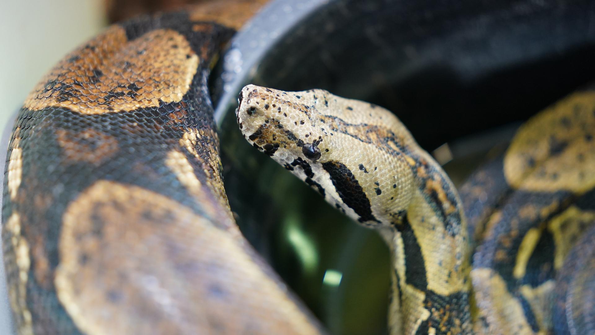 Neuentdeckte ZwergboaArt nach ecuadorianischer Bürgerrechtlerin