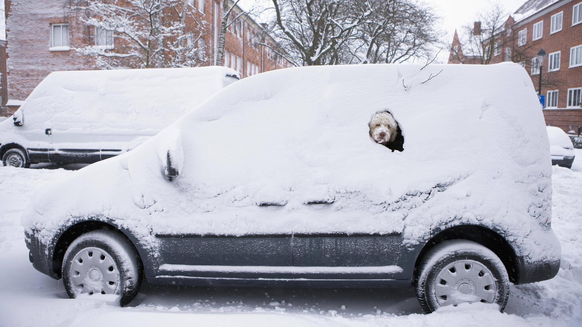 Ein Hund schaut aus einem verschneiten Autofenster. Ein Hund schaut aus einem verschneiten Autofenster.
