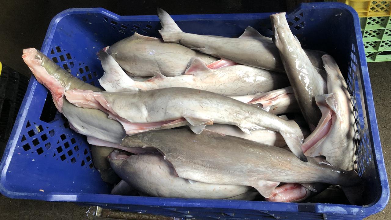 Haie ohne Flossen und Köpfe in einer blauen Plastikkiste auf dem Fischmarkt in Panama City