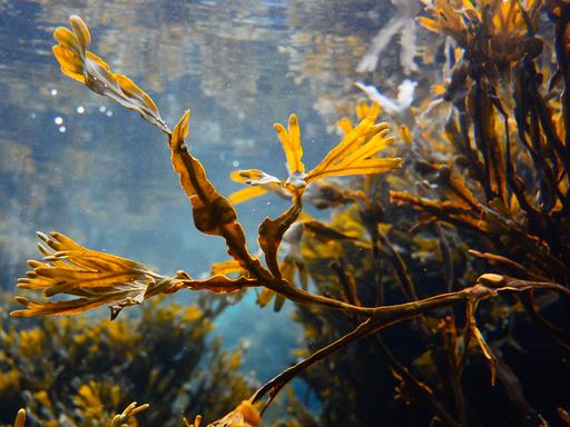 Unterwasseraufnahme des Blasentangs mit länglichen, gelbgrünen Blättern.