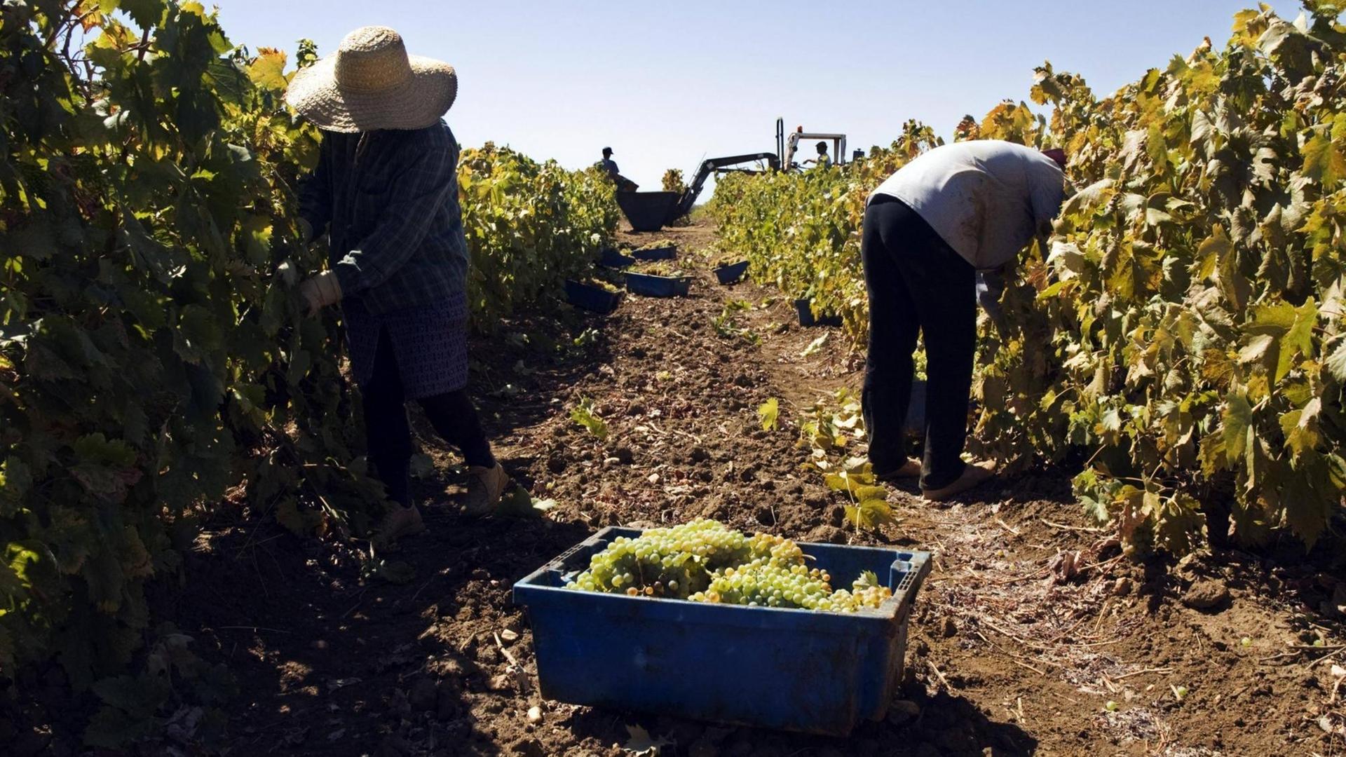 Eine Frau und ein Mann bei der Weintraubenernte in der Region Alentejo in Portugal Eine Frau und ein Mann bei der Weintraubenernte in der Region Alentejo in Portugal