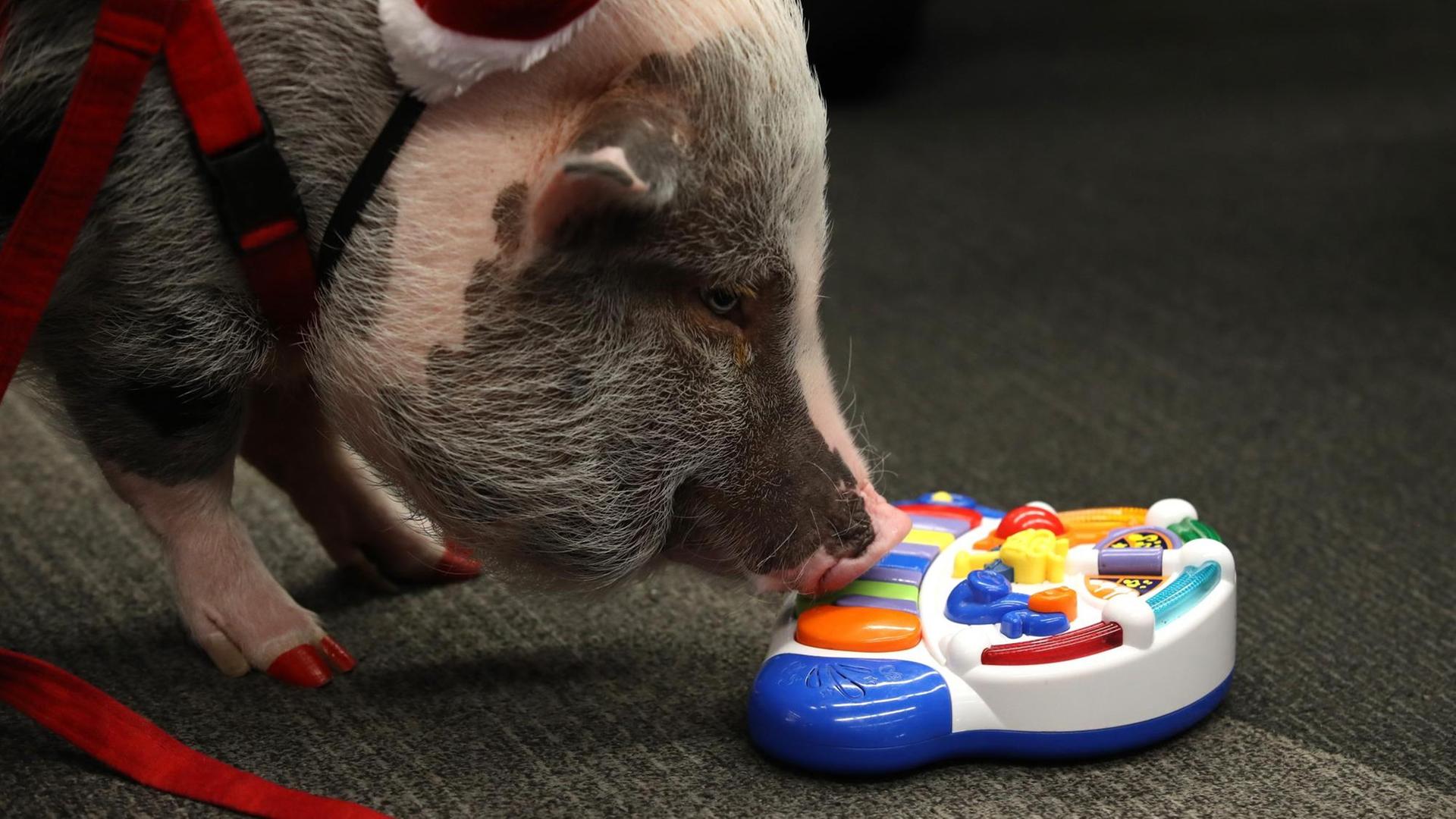 Ein Schwein stupst mit seiner Nase an ein Plastik-Lernspielzeug für Kinder. Ein Schwein stupst mit seiner Nase an ein Plastik-Lernspielzeug für Kinder.