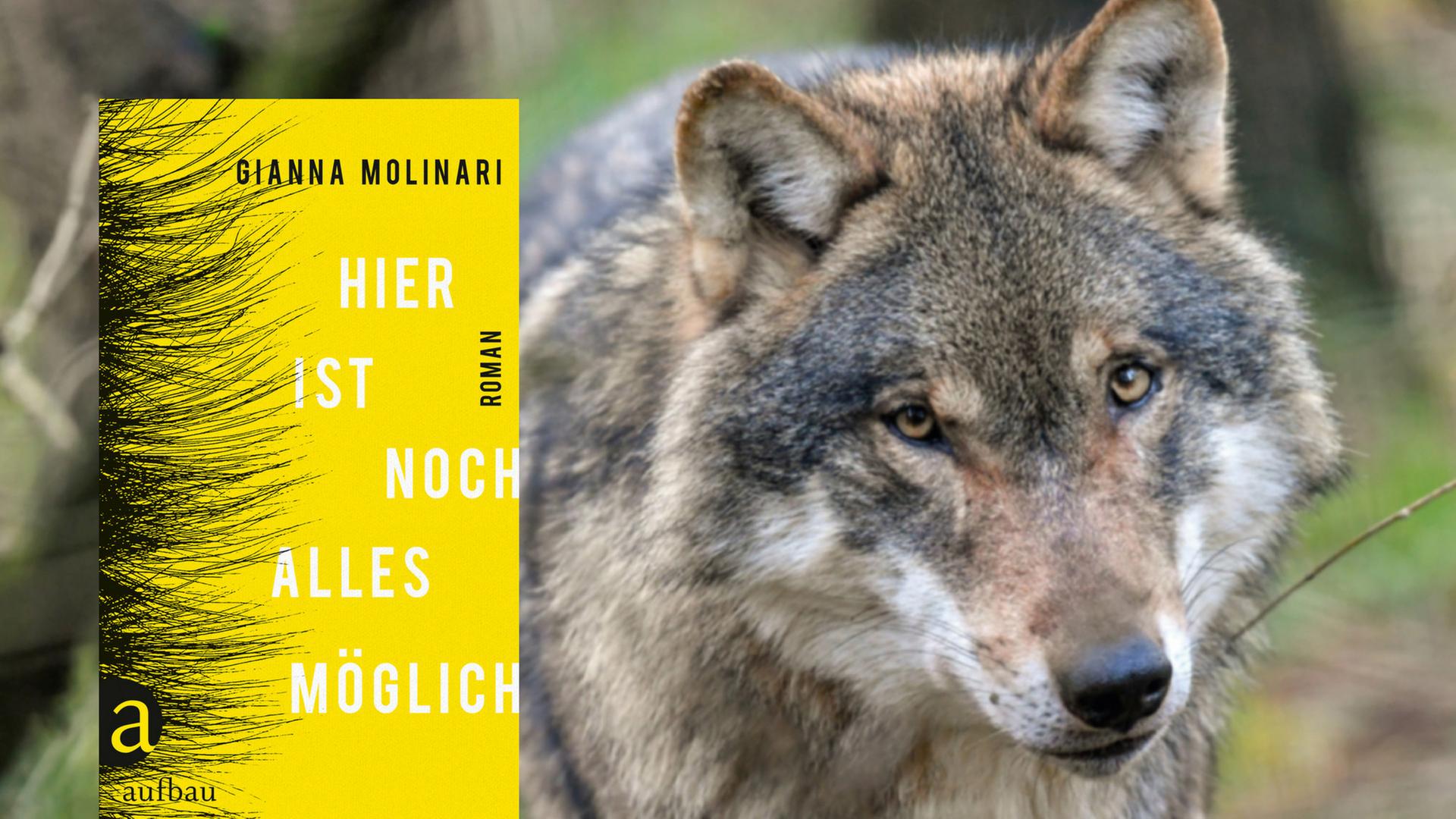 In Gianna Molinaris Roman "Hier ist noch alles möglich" landet der ersehnte Wolf schließlich im Zimmer der Heldin.