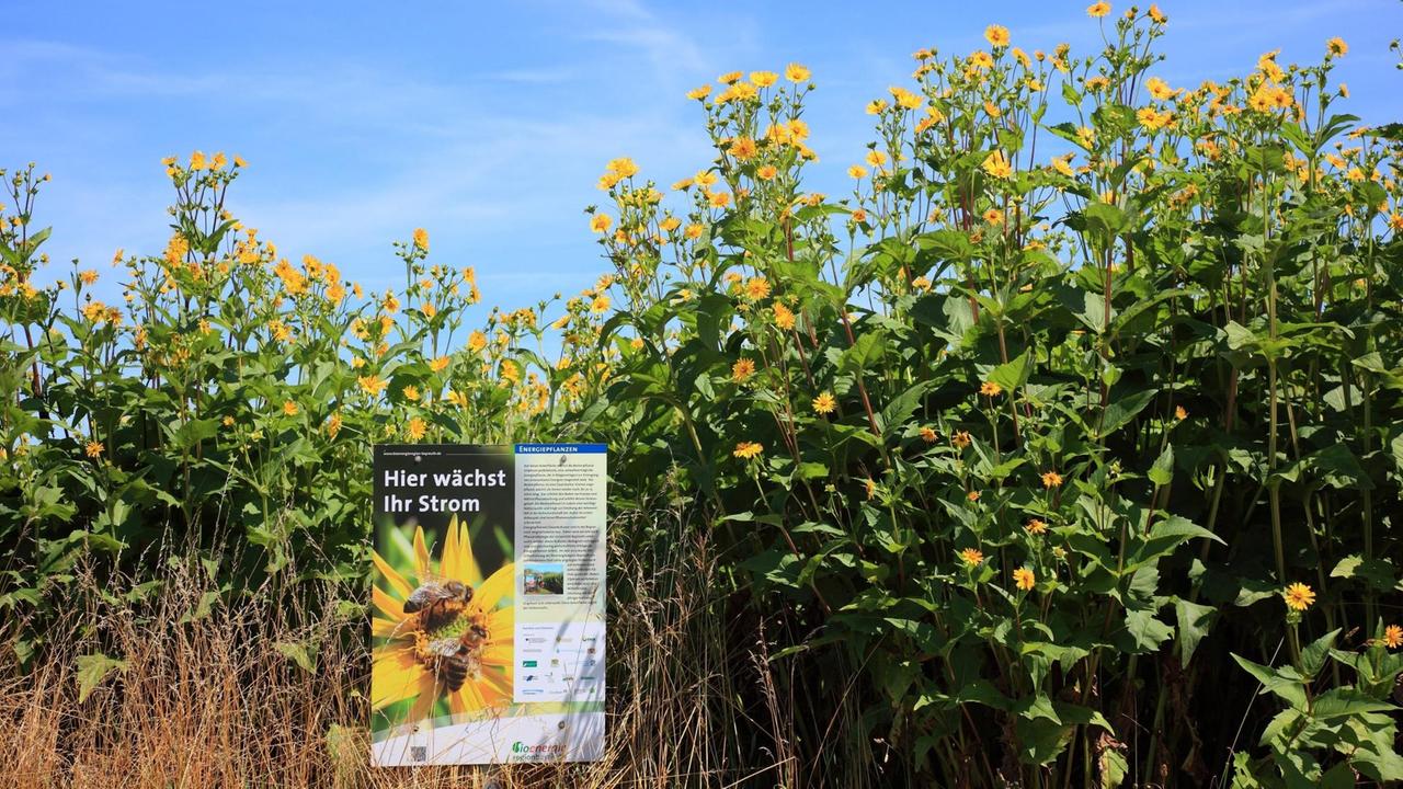Die Energiepflanze Durchwachsene Silphie (Silphium perfoliatum) auch Becherpflanze genannt, wächst auf einem Feld, am Rand steht auf einem Schild "Hier wächst Ihr Strom".
, Die Energiepflanze Durchwachsene Silphie (Silphium perfoliatum) auch Becherpflanze genannt, wächst auf einem Feld, am Rand steht auf einem Schild "Hier wächst Ihr Strom".
,