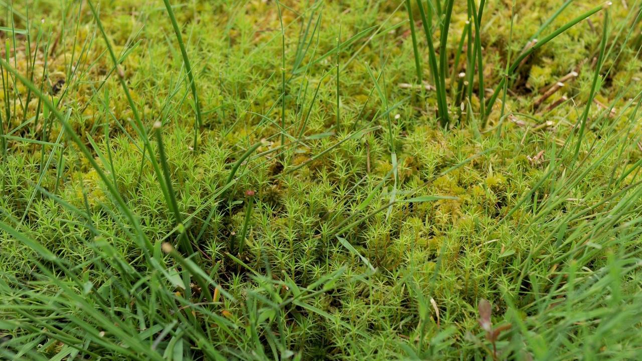Frisches Torfmoos steht am 02.06.2015 auf einem Anbaufeld im Hankhauser Moor bei Rastede (Niedersachsen). Torfmoos gilt als Ersatzstoff für Torf, der in absehbarer Zeit nicht mehr abgebaut werden soll. Foto: Ingo Wagner/dpa (Zu lni "Auf der Suche nach dem Torf-Ersatz" vom 05.07.2015) | Verwendung weltweit Frisches Torfmoos steht am 02.06.2015 auf einem Anbaufeld im Hankhauser Moor bei Rastede (Niedersachsen). Torfmoos gilt als Ersatzstoff für Torf, der in absehbarer Zeit nicht mehr abgebaut werden soll. Foto: Ingo Wagner/dpa (Zu lni "Auf der Suche nach dem Torf-Ersatz" vom 05.07.2015) | Verwendung weltweit