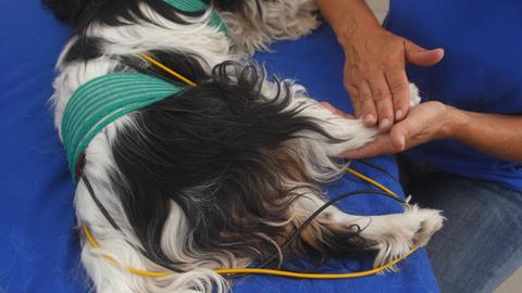 Ein Hund wird physiotherapeutisch behandelt.