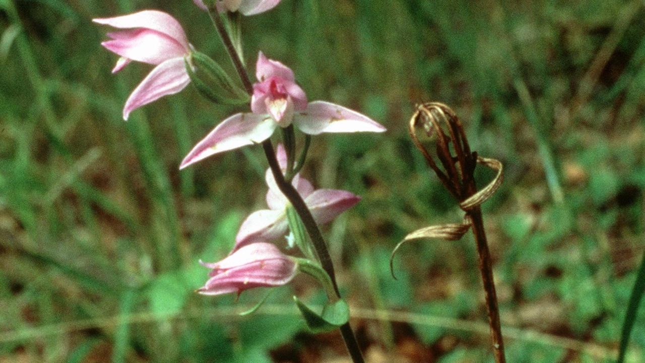 Das Rote Waldvöglein (Cephalanthera rubra) Das Rote Waldvöglein (Cephalanthera rubra)