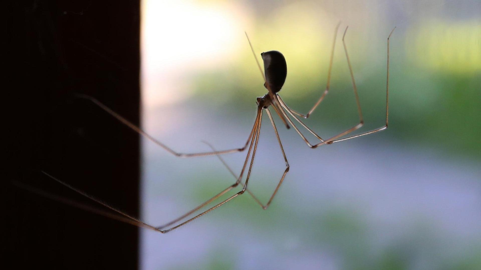 Eine Zitterspinne sitzt in einem Wohnzimmer an einem Fenster. Eine Zitterspinne sitzt in einem Wohnzimmer an einem Fenster.