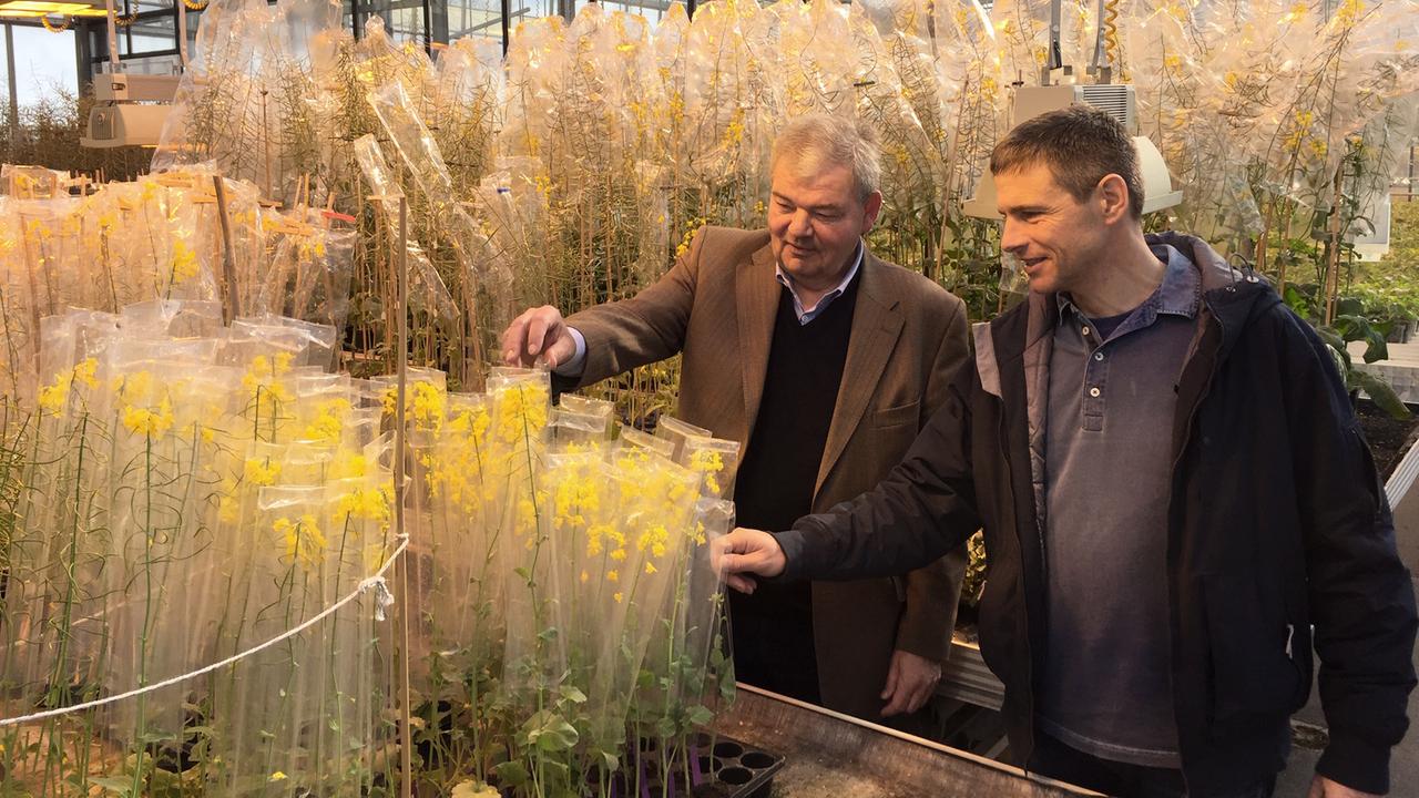 Dietmar Brauer und Andreas Girke stehen in einem großen Gewächshaus zwischen großen Tischen, auf denen in Plastikfolie verpackte einzelne Rapspflanzen stehen Dietmar Brauer und Andreas Girke stehen in einem großen Gewächshaus zwischen großen Tischen, auf denen in Plastikfolie verpackte einzelne Rapspflanzen stehen