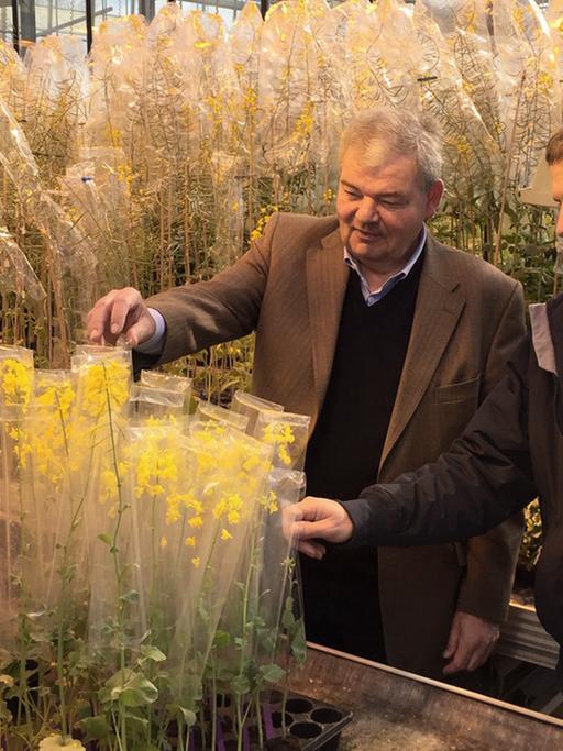 Dietmar Brauer und Andreas Girke stehen in einem großen Gewächshaus zwischen großen Tischen, auf denen in Plastikfolie verpackte einzelne Rapspflanzen stehen