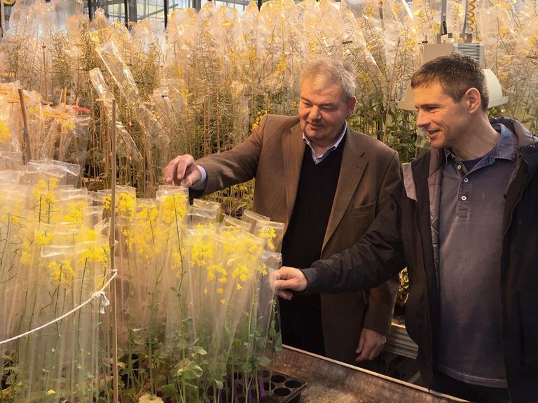 Dietmar Brauer und Andreas Girke stehen in einem großen Gewächshaus zwischen großen Tischen, auf denen in Plastikfolie verpackte einzelne Rapspflanzen stehen