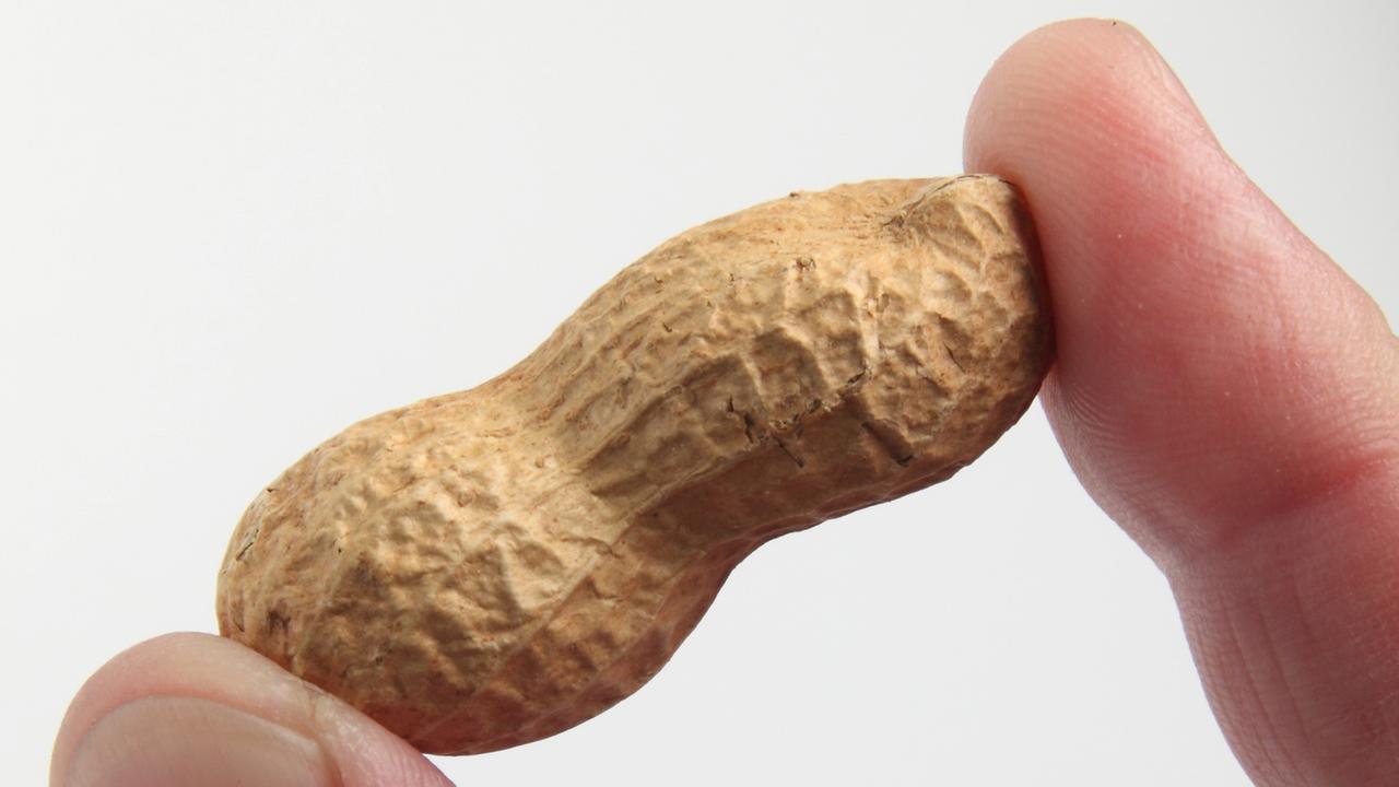 Eine Erdnuss wird zwischen Daumen und Zeigefinger gehalten. Eine Erdnuss wird zwischen Daumen und Zeigefinger gehalten.