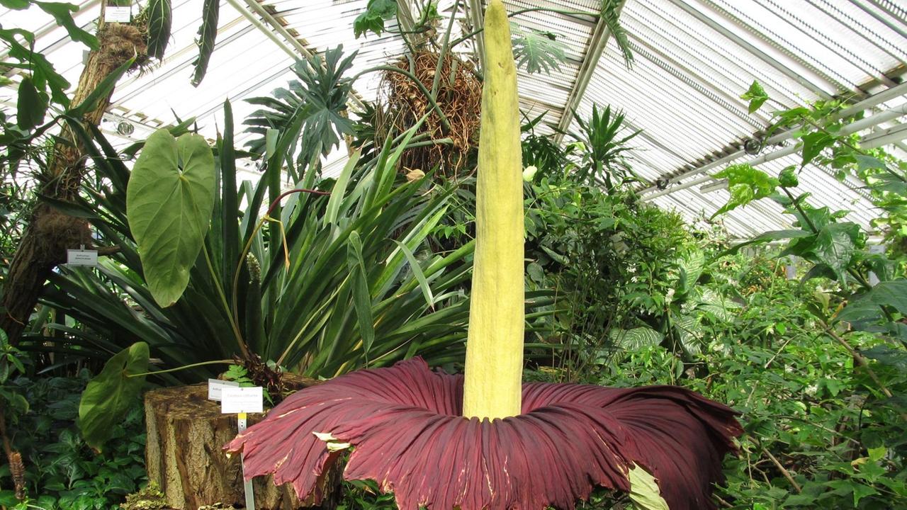Titanenwurz (Amorphophallus titanum) Der Blütenstand ist weit geöffnet im Botanischen Garten Berlin Titanenwurz (Amorphophallus titanum) Der Blütenstand ist weit geöffnet im Botanischen Garten Berlin