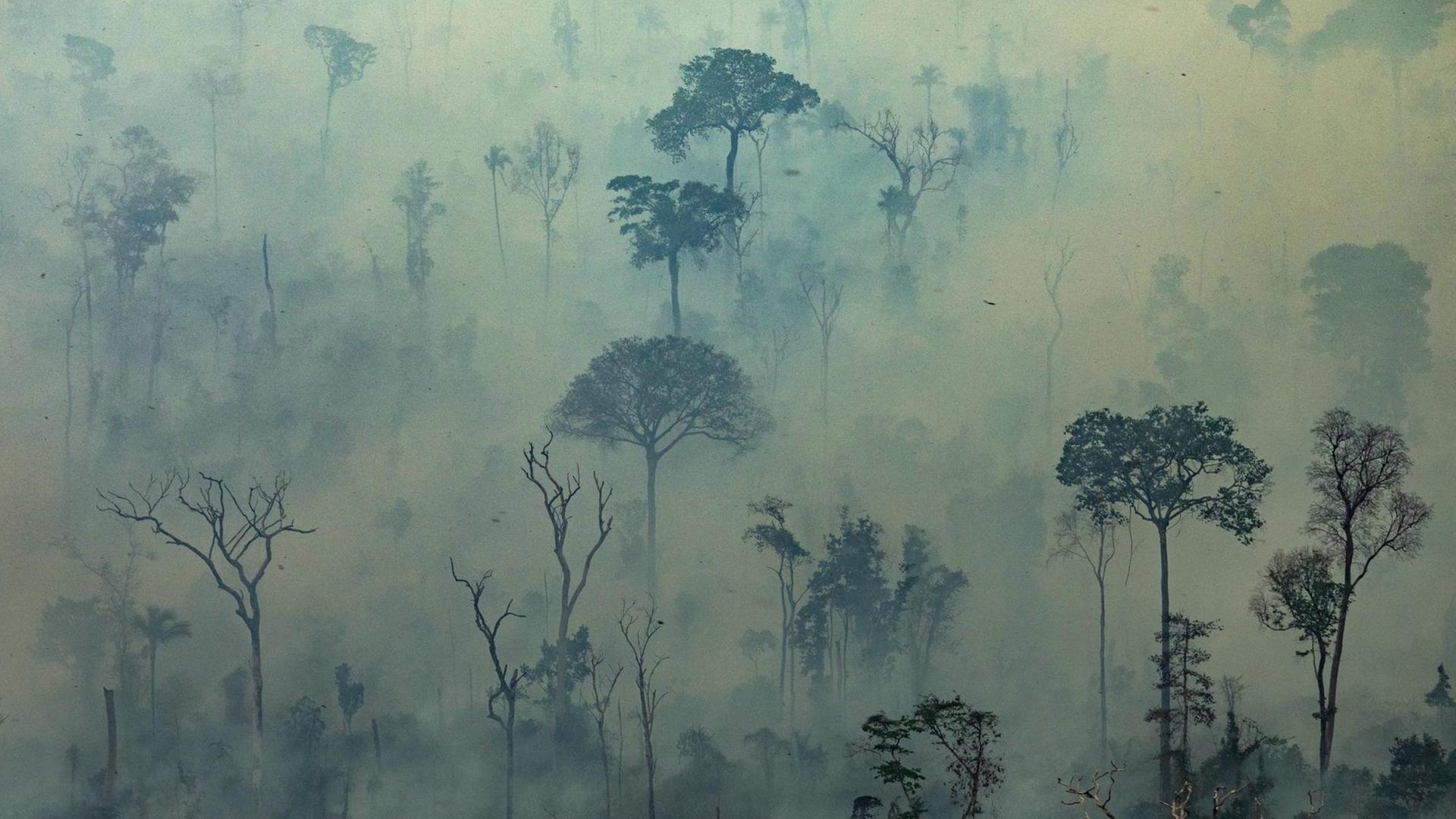 Rauchschwaden über Bäumen des Amazonas-Regenwaldes im Norden Brasiliens Rauchschwaden über Bäumen des Amazonas-Regenwaldes im Norden Brasiliens