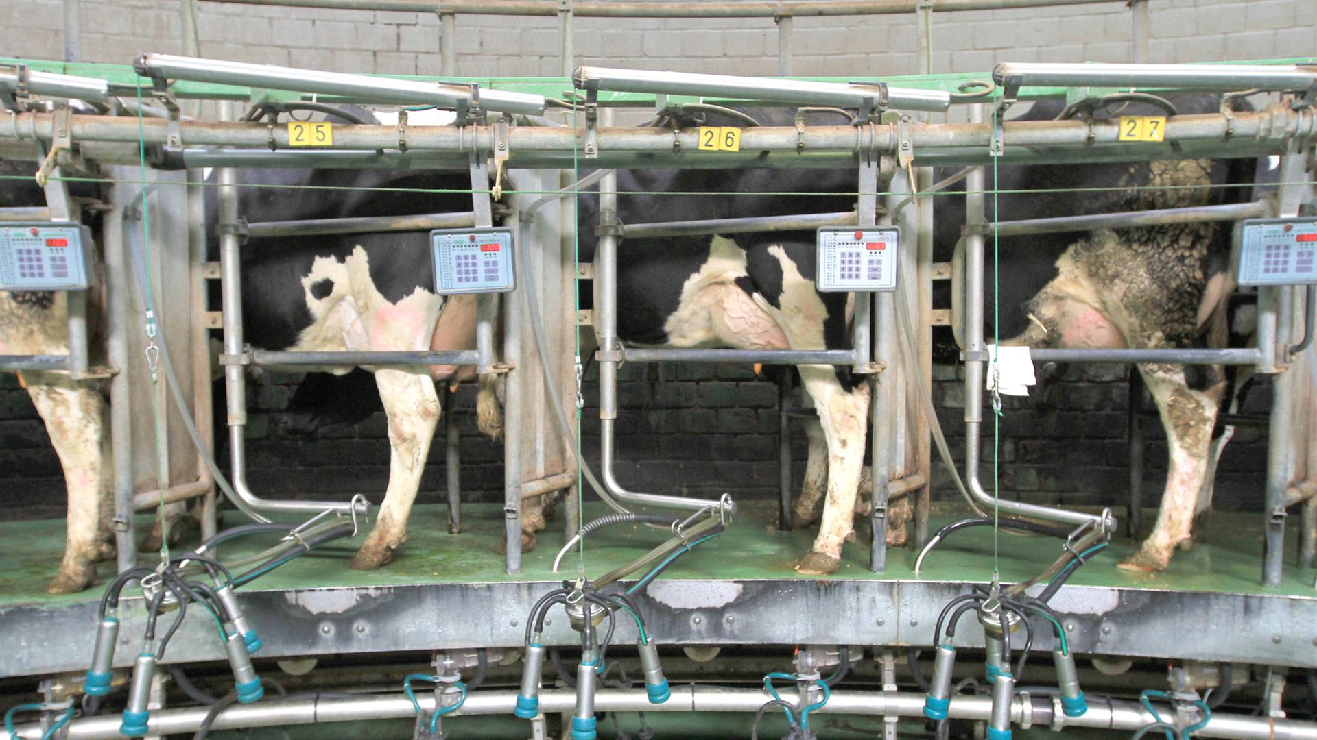 Kühe stehen in einem Melkstand und werden gemolken. Kühe stehen in einem Melkstand und werden gemolken.