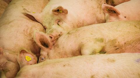 Schweine liegen dicht aneinander gedrängt auf dem Boden einer Mastanlage.