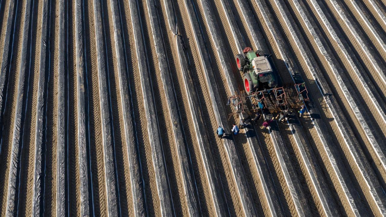 Arbeiter laufen hinter einem Traktor in der tiefstehenden Sonne über ein Spargelfeld nahe Luckenwalde. Arbeiter laufen hinter einem Traktor in der tiefstehenden Sonne über ein Spargelfeld nahe Luckenwalde.