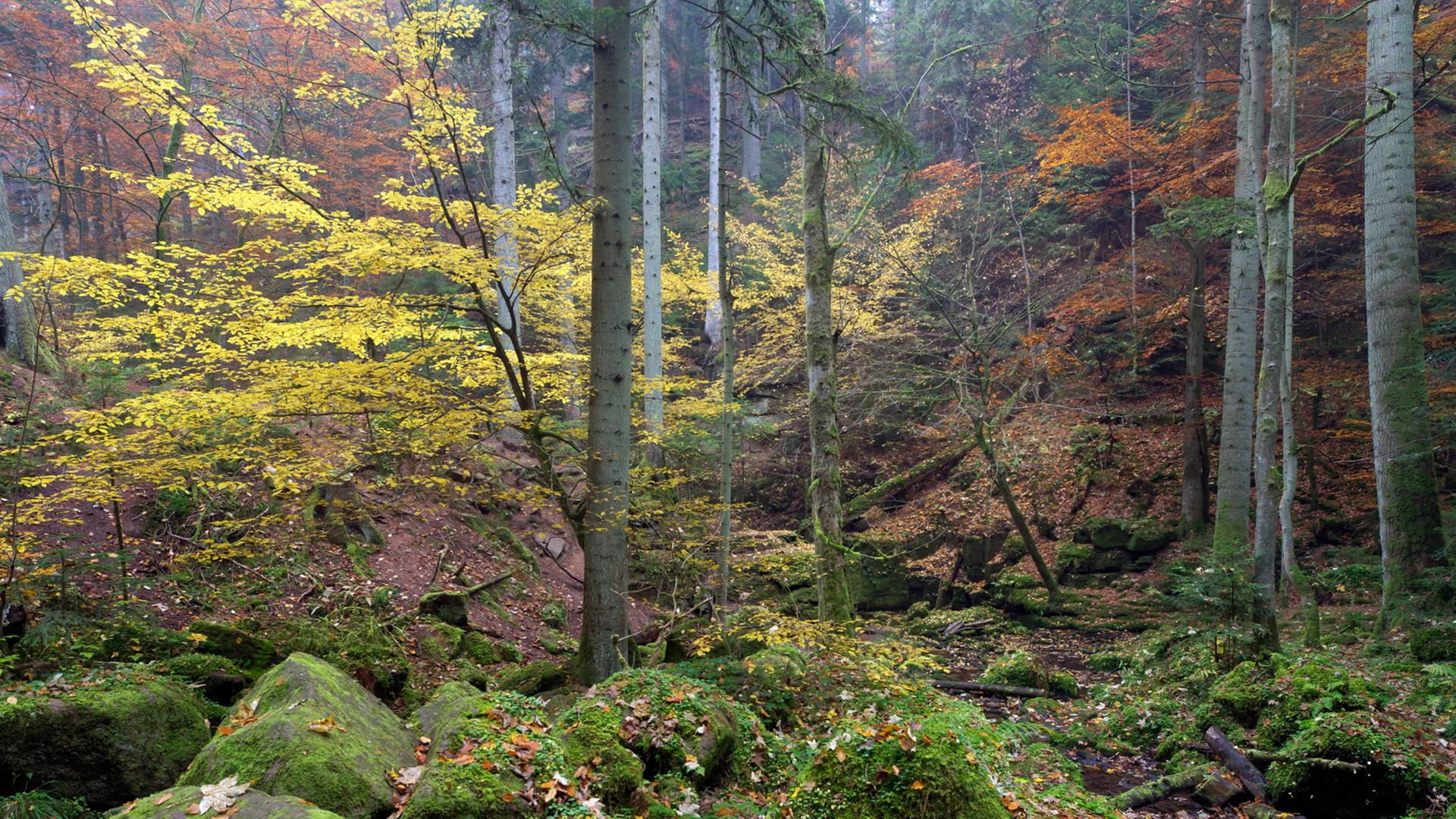 Herbstliche Stimmung in der Monbachtal-Schlucht im Nord-Schwarzwald Herbstliche Stimmung in der Monbachtal-Schlucht im Nord-Schwarzwald