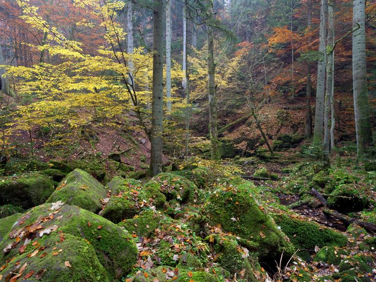 Herbstliche Stimmung in der Monbachtal-Schlucht im Nord-Schwarzwald