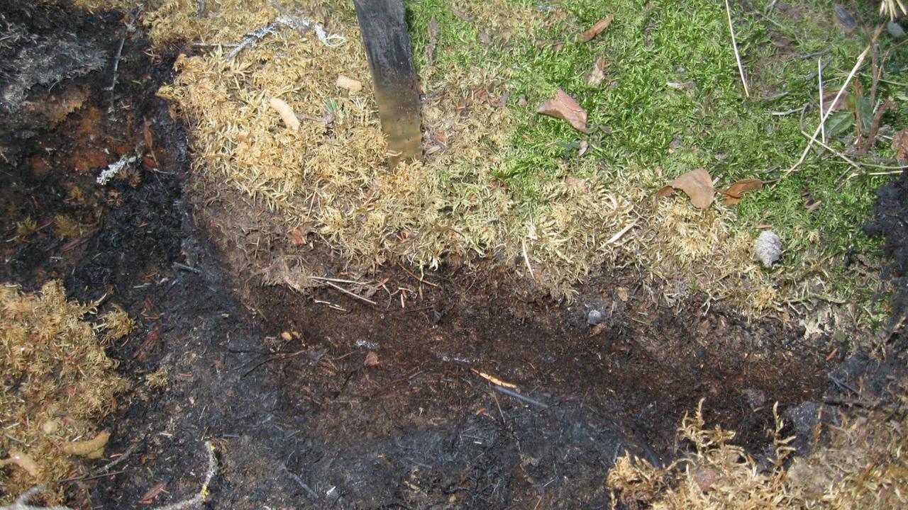 Ein Glutnest im Torfboden der kanadischen Taiga Ein Glutnest im Torfboden der kanadischen Taiga