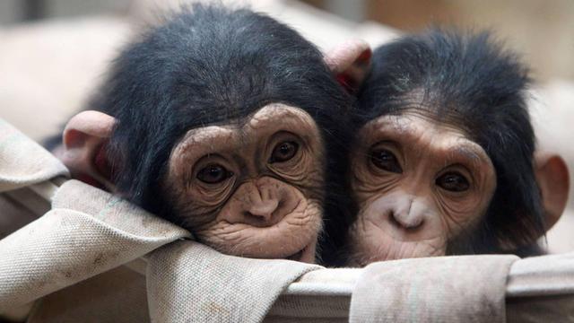 Zwei Schimpansen im Qingdao Zoo in Shandong, China umarmen sich gegenseitig, um sich warm zu halten. Sie liegen in einer Art Hängematte.