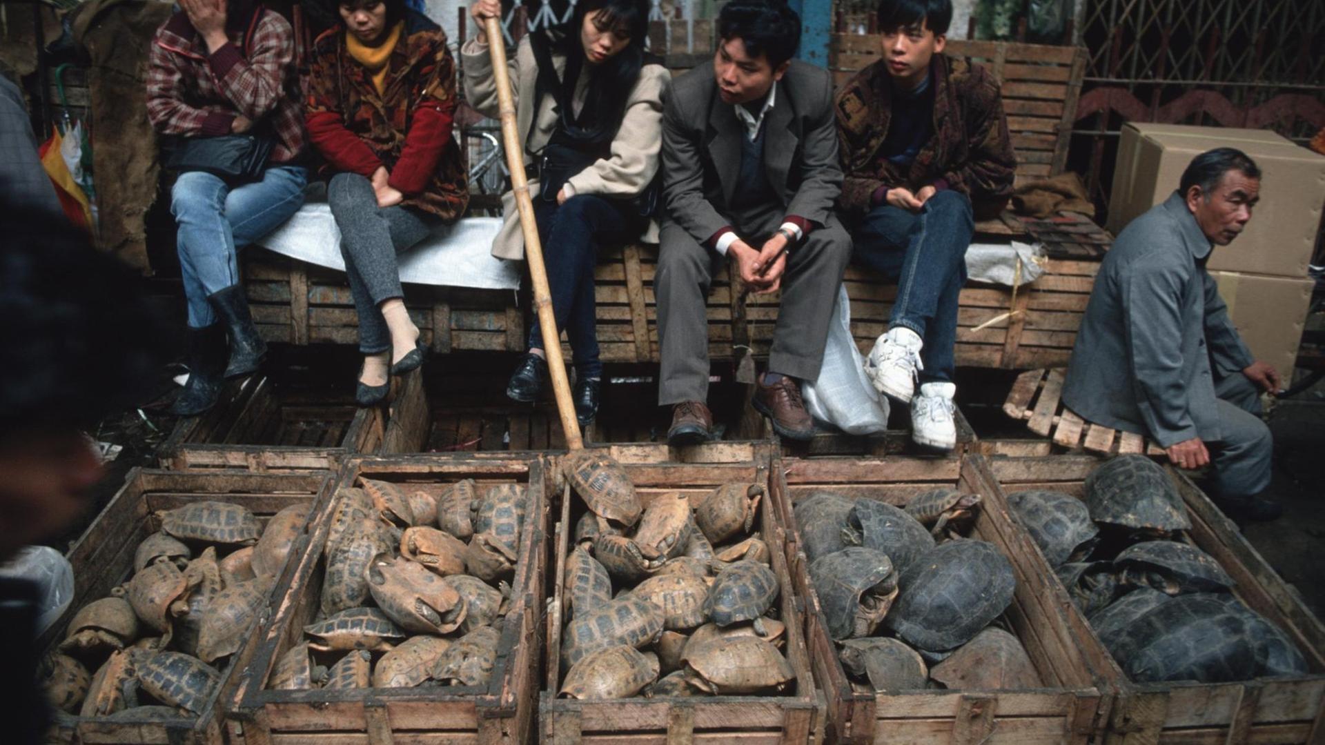 Vor einer Gruppe sitzenden Menschen stehen fünf Holzkisten in einer Reihe mit Schildkröten zum Verkauf. Vor einer Gruppe sitzenden Menschen stehen fünf Holzkisten in einer Reihe mit Schildkröten zum Verkauf.